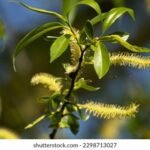 ESPN直播吧:畅享全球顶级体育赛事高清直播 6g0iqz