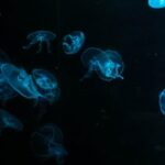 2025今晚特马开奖结果最新精准预测分析 867dpv8e4