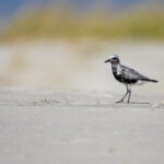 202595期开奖结果最新公布,快来看看你中奖了吗? lmqkt5