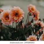 2025年2月5日最新开奖结果查询与公布 rkweqe8